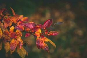 rouge et Orange l'automne feuilles de le buisson dans fermer sur une chaud journée dans le jardin photo