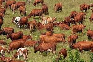 troupeau de vaches pâturage sur une vert Prairie dans le été photo