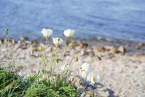 paysage naturel avec des coquelicots blancs. photo