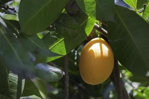 prune marie jaune photo