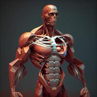 3d rendre de une Masculin anatomie avec muscles et circulatoire système, ai génératif image photo