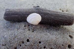 blanc petit coquille sur une pièce de bâton sur le plage contre le Contexte de lumière bien le sable photo