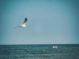 été vacances paysage avec bleu mer l'eau et ciel et une en volant mouette sur une chaud journée photo