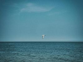 été vacances paysage avec bleu mer l'eau et ciel et une en volant mouette sur une chaud journée photo