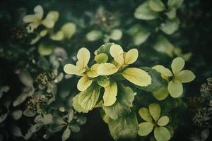 vert été buisson avec gouttes de pluie sur le feuilles dans fermer photo