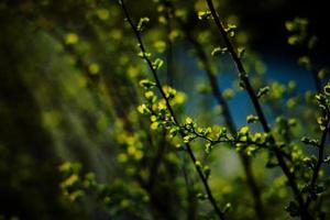 printemps buisson avec Jeune délicat Frais feuilles dans le chaud Soleil photo