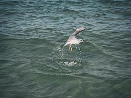 été vacances paysage avec bleu mer l'eau et ciel et une en volant mouette sur une chaud journée photo