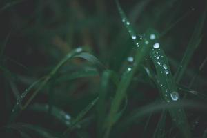 défauts de le herbe sur une vert Contexte avec argent gouttes de pluie dans fermer en plein air photo