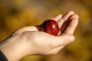 l'automne châtaigne mensonge sur une enfant main sur un l'automne coloré Contexte photo