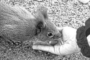 peu rouge écureuil animal carmin dans l'automne avec main des noisettes dans le parc photo