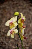 Jaune orchidée sur une marron Contexte dans fermer photo