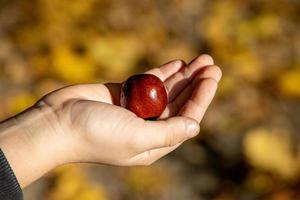 l'automne châtaigne mensonge sur une enfant main sur un l'automne coloré Contexte photo