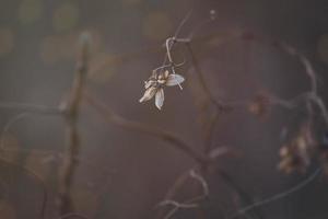 marron flétri fleurs dans le chaud décembre lumière dans le jardin dans fermer photo