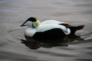 une vue de un eider canard photo