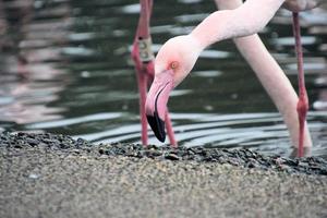 une vue d'un flamant rose photo