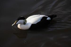 une vue de un eider canard photo