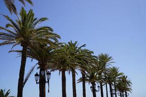 paume des arbres et ciel dans Contexte photo