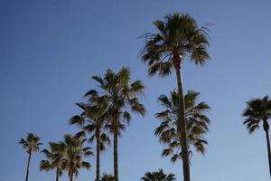 paume des arbres et ciel dans Contexte photo