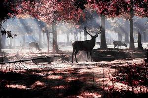 vieux cerf en mangeant des arbres dans champ photo