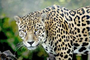 le léopard vient à la recherche pour une proie photo