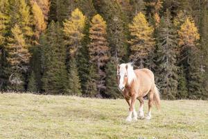 le rouge cheval de Italie galope dans le champ photo