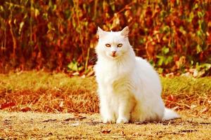 le blanc chat regards très magnifique et le rouge yeux Regardez même plus magnifique photo