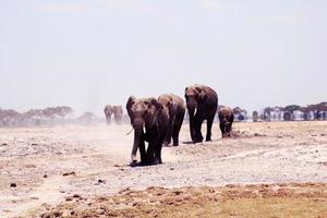 éléphants sont Aller à leur destination par le des champs de le jungle photo