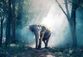 le forêt est très beau, cette l'éléphant erre seul photo