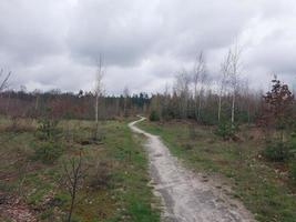 Jeune forêt grandit après le pluie photo