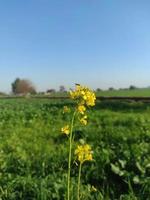 canola fleur dans canola champ photo