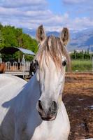 les chevaux à le ferme photo