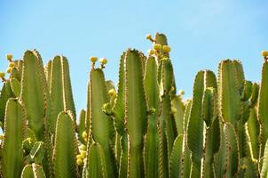 une cactus Contexte photo