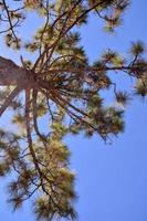 le couronne de une arbre photo