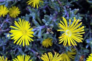 arrière-plans avec fleurs photo