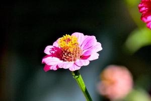 une fleur Contexte photo