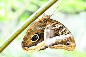 gros plan d'un papillon photo