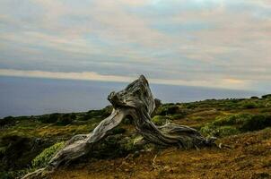 un vieux arbre photo