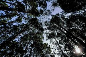 arbres dans la forêt photo