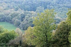 arbres dans une forêt photo