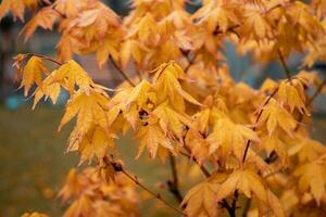 érable Jaune branche avec pluie gouttes, l'automne Contexte. de face vue la photographie avec flou Contexte. haute qualité image pour fond d'écran photo