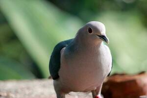 grand oiseau recherche nourriture. magnifique foncé bleu et gris Couleur oiseau photo