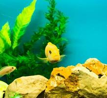 multicolore brillant poisson nager dans le aquarium. aquarium avec petit animaux domestiques. photo