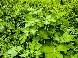 Jeune vert chélidoine bourgeons sont couvert avec rosée gouttes dans le Matin. le Latin Nom de le plante est chélidonium l. le concept de traditionnel médicament. photo