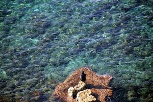 côte de la mer méditerranée dans le nord d'israël. photo