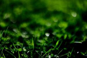 vert pelouse herbe fermer de le feuilles de le herbe. la nature préservation sans pour autant environnement pollution, nettoyer air photo