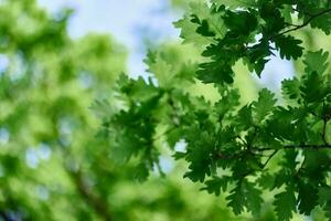 vert Frais feuilles sur chêne branches fermer contre le ciel dans lumière du soleil photo