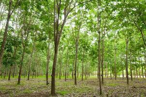 rangée de para caoutchouc plantation dans Sud de Thaïlande,caoutchouc des arbres photo