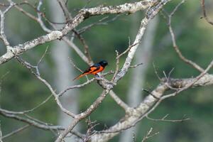 écarlate minivet ou péricrocotus spécios observé dans rongtong dans Ouest Bengale photo