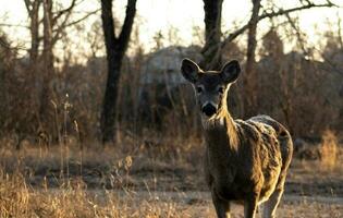 cerf sur un de bonne heure Matin photo