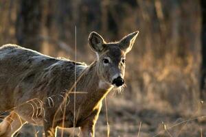 cerf sur un de bonne heure Matin photo